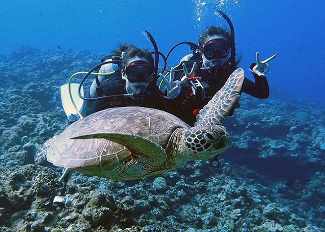 沖縄ダイビングショップKAHANAが開催する慶良間1日便ではウミガメと記念写真が撮れることもあります