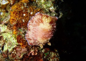 沖縄ダイビングショップKAHANAが開催したナイトダイビングで発見したウミウシ