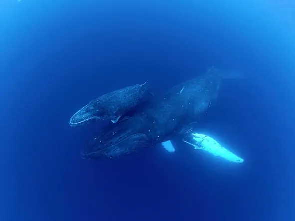 沖縄県那覇市発ホエールスイム