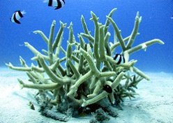 沖縄ダイビングライセンス講習専門店KAHANAが開催するAWAREサンゴ礁の保護