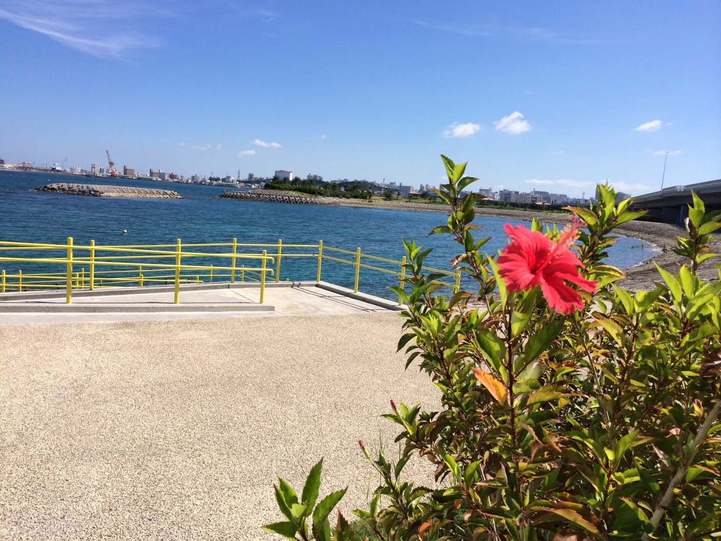 沖縄県那覇市内にある波の上うみそら公園（講習施設）にはハイビスカスが咲いてます