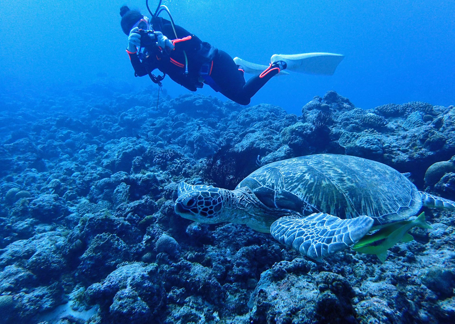 沖縄ダイビングショップKAHANAが開催する糸満ダイビングポイント「トコマサリ礁東」はウミガメと遭遇できます