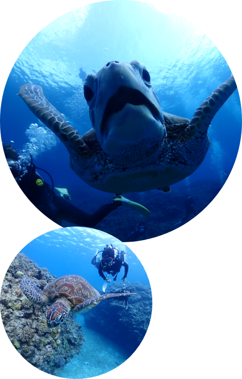 沖縄ダイビングショップKAHANAで開催する慶良間1日便はウミガメと遊べることもあります