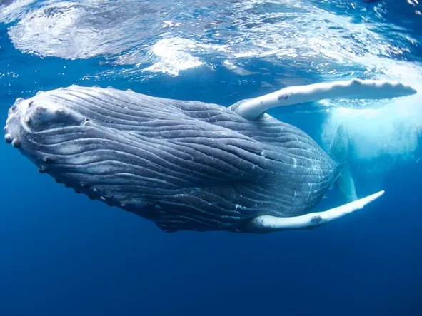 沖縄県の慶良間諸島でホエールスイムを開催